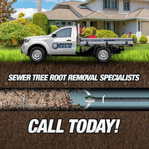 Sewer Tree Root Removal Specialists In New Farm